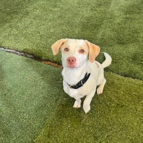 Enlarge Bonzo, a Adopted mixed breed in Agua Dulce, CA image 2/5