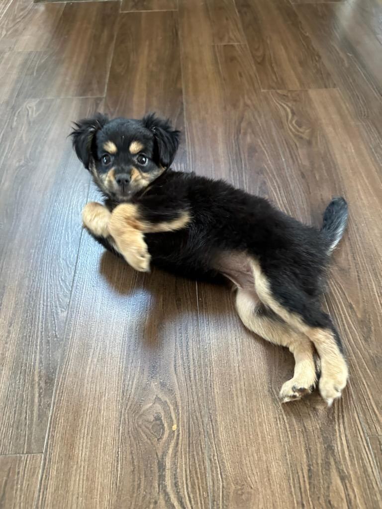 Simone, Adopted, Puppy Male Terrier & Cocker Spaniel.