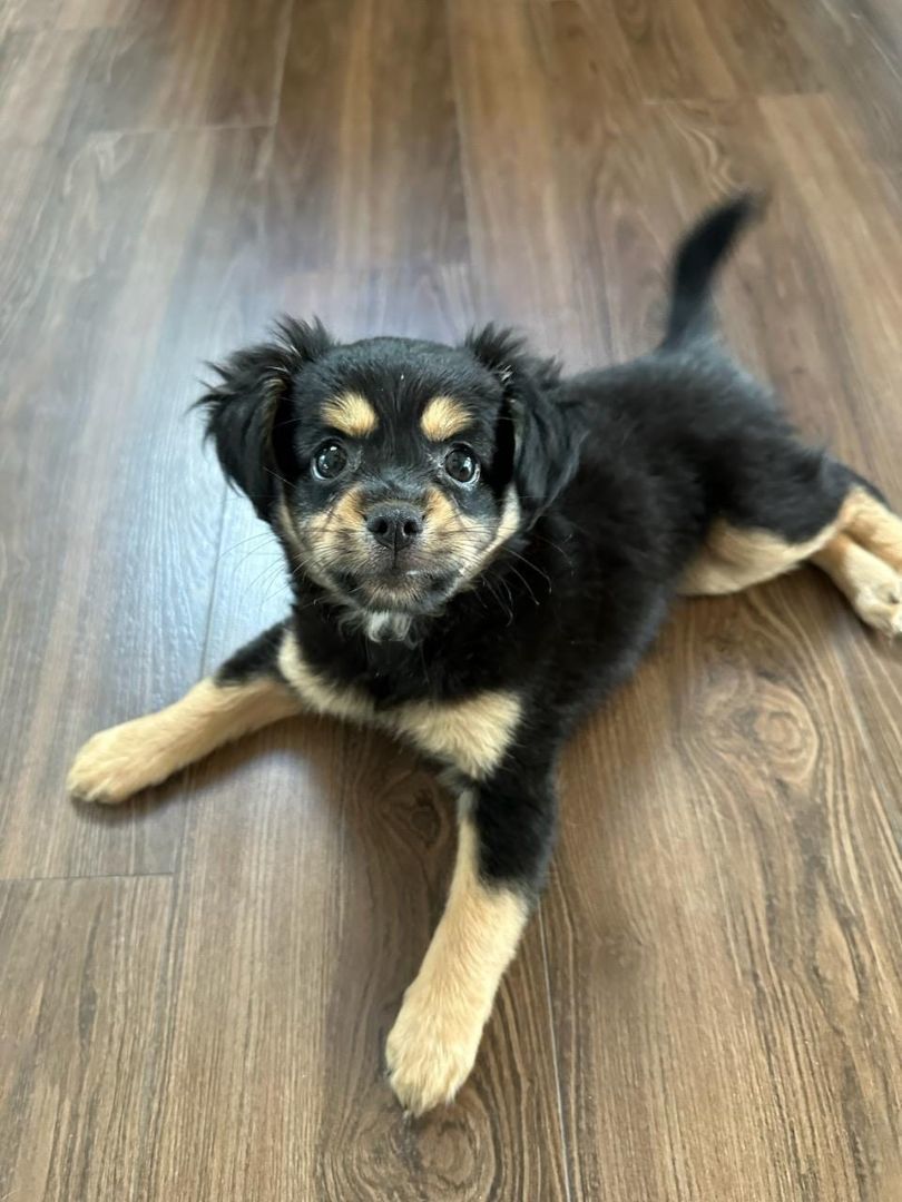 Enlarge Simone, a Adopted mixed breed in Napa, CA image 2/4