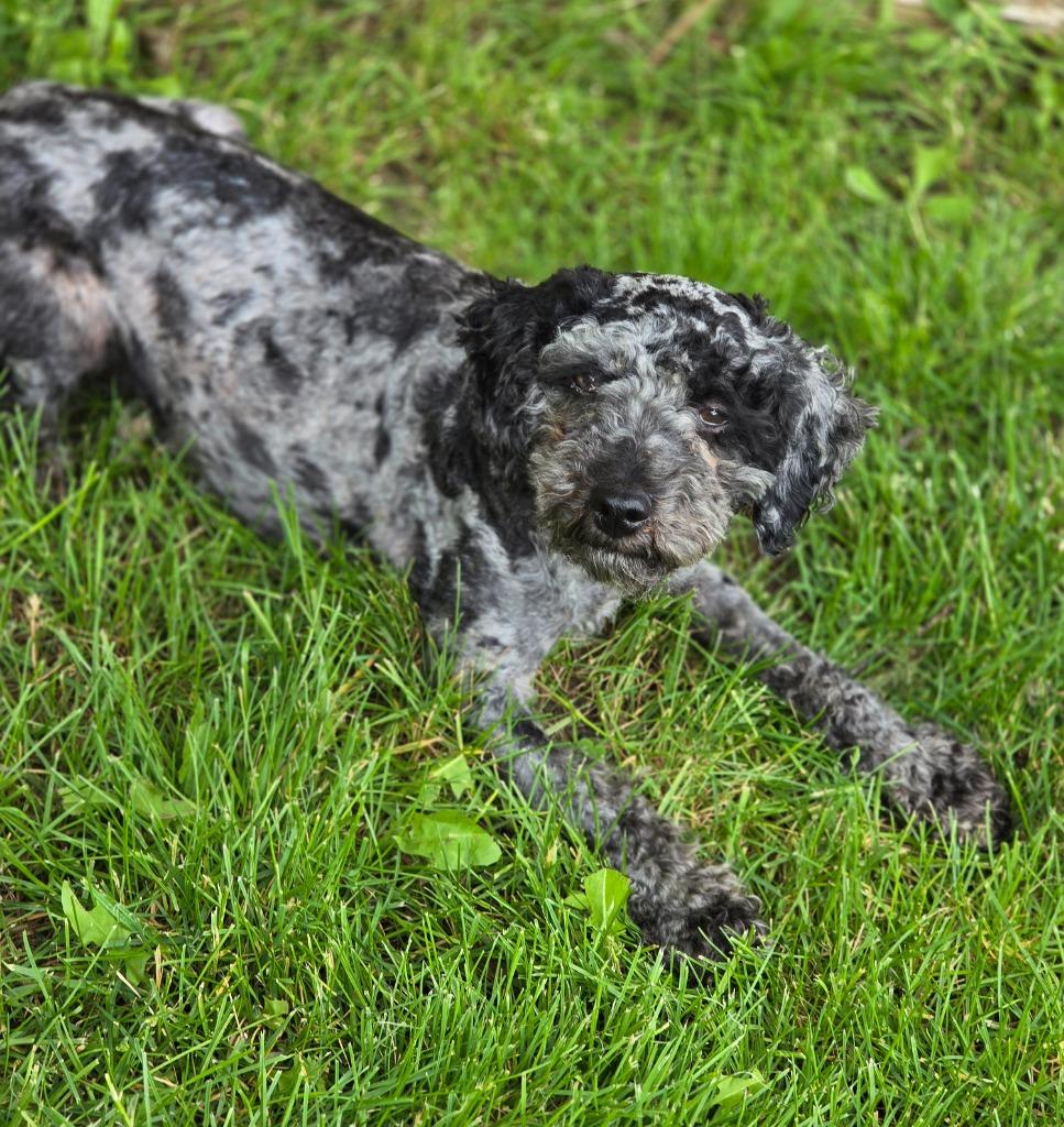 Monet, Adoptable, Adult Female Poodle.