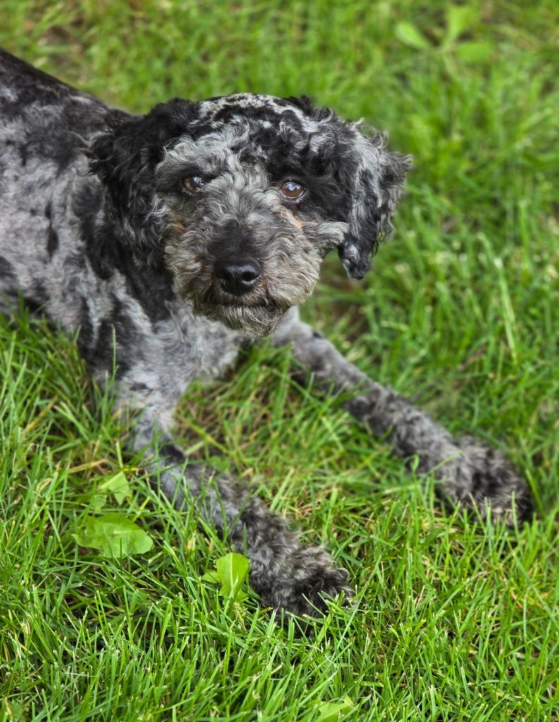 Monet, a Adoptable Poodle in Decatur, IN image 2/4