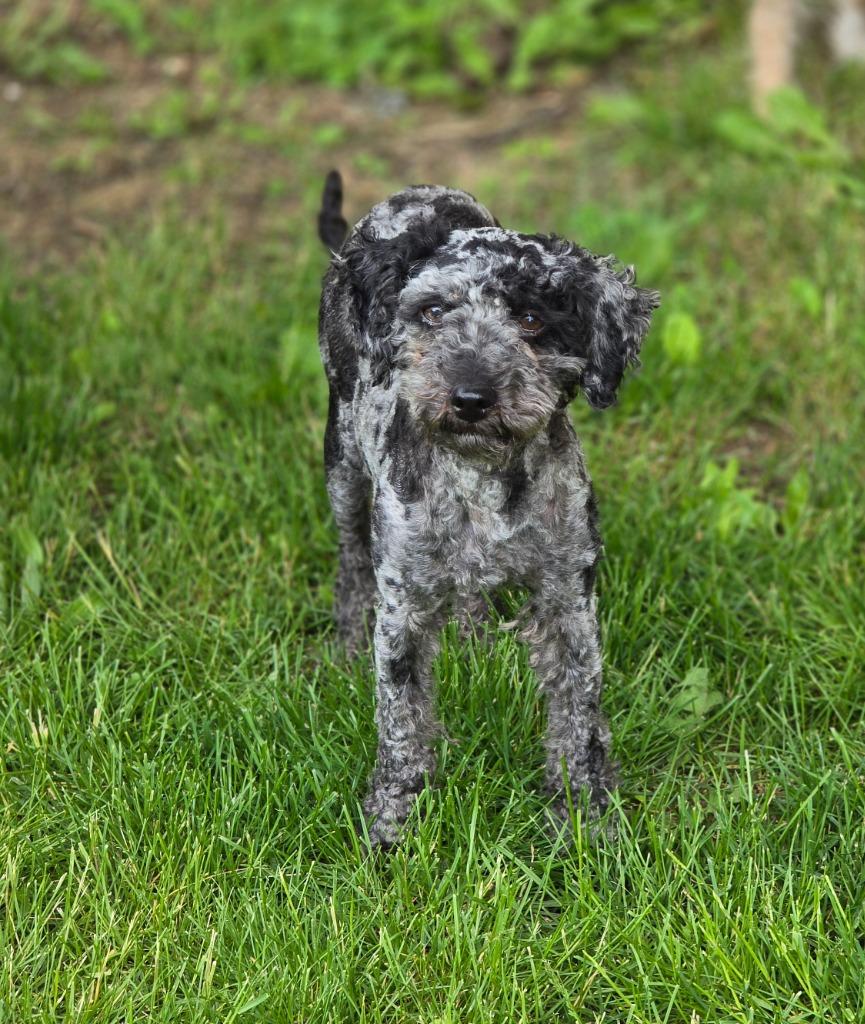 Monet, a Adoptable Poodle in Decatur, IN image 3/4