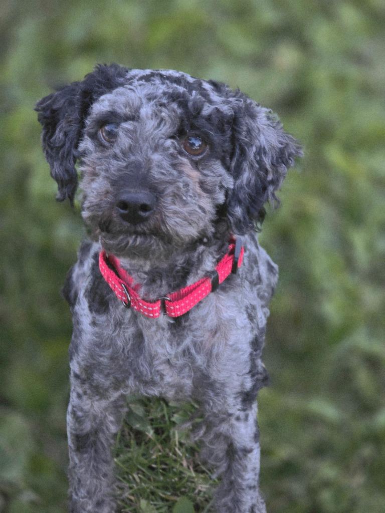 Monet, a Adoptable Poodle in Decatur, IN image 4/4