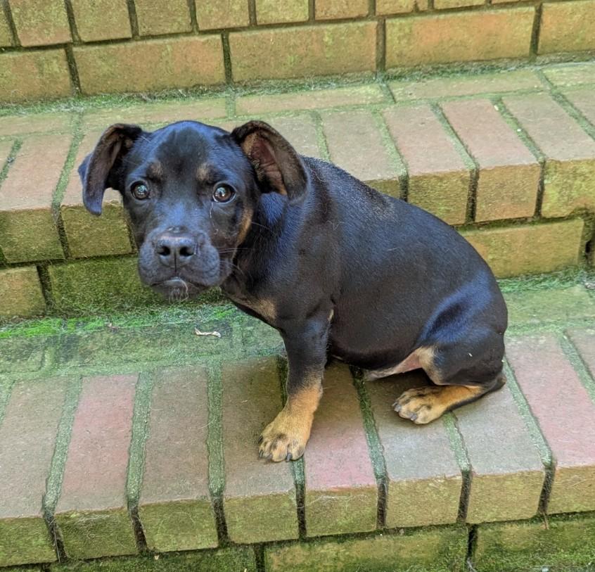 Mars, Young Male French Bulldog