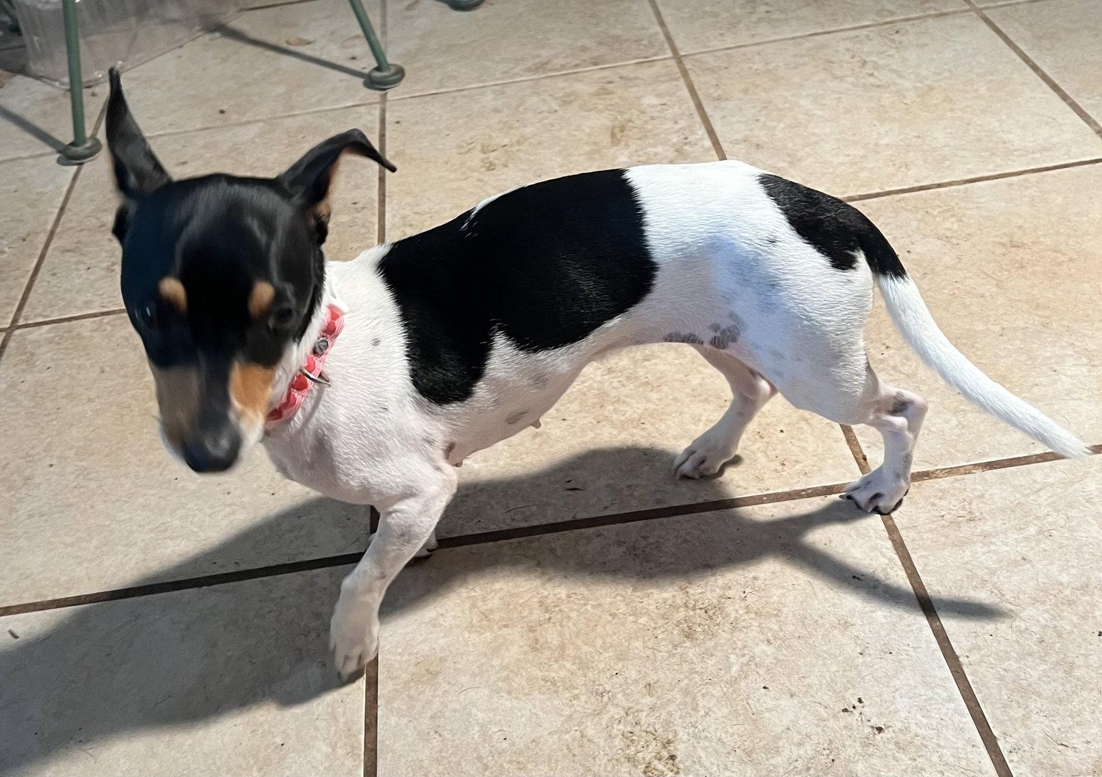 Annie, Adoptable, Young Female Dachshund & Chihuahua.