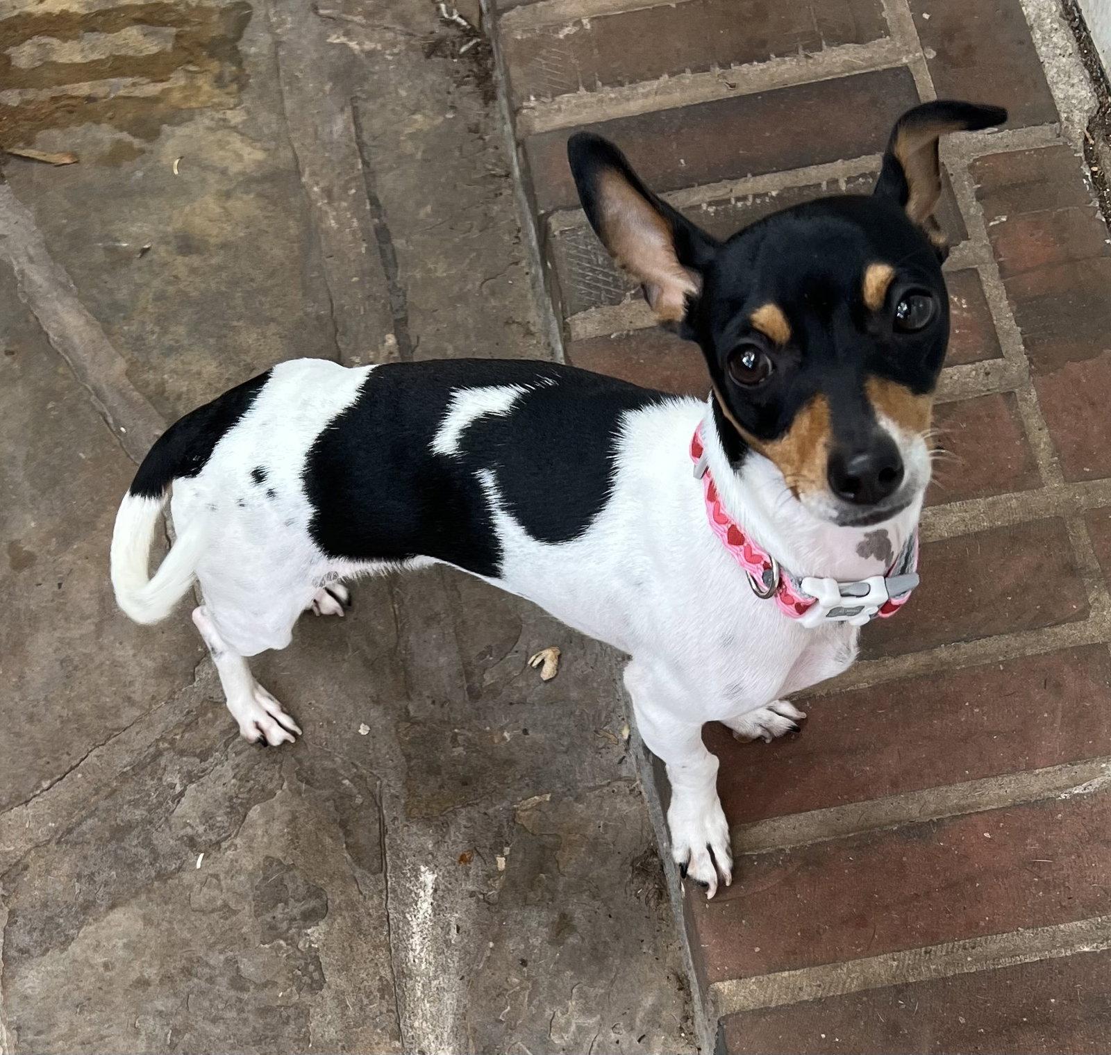 Annie, a Adoptable mixed breed in Pearland, TX image 2/3