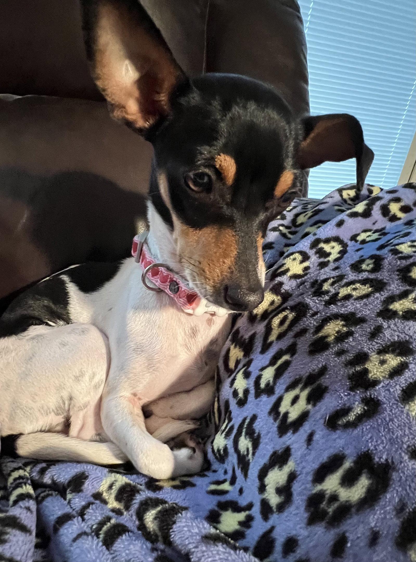 Annie, a Adoptable mixed breed in Pearland, TX image 3/3
