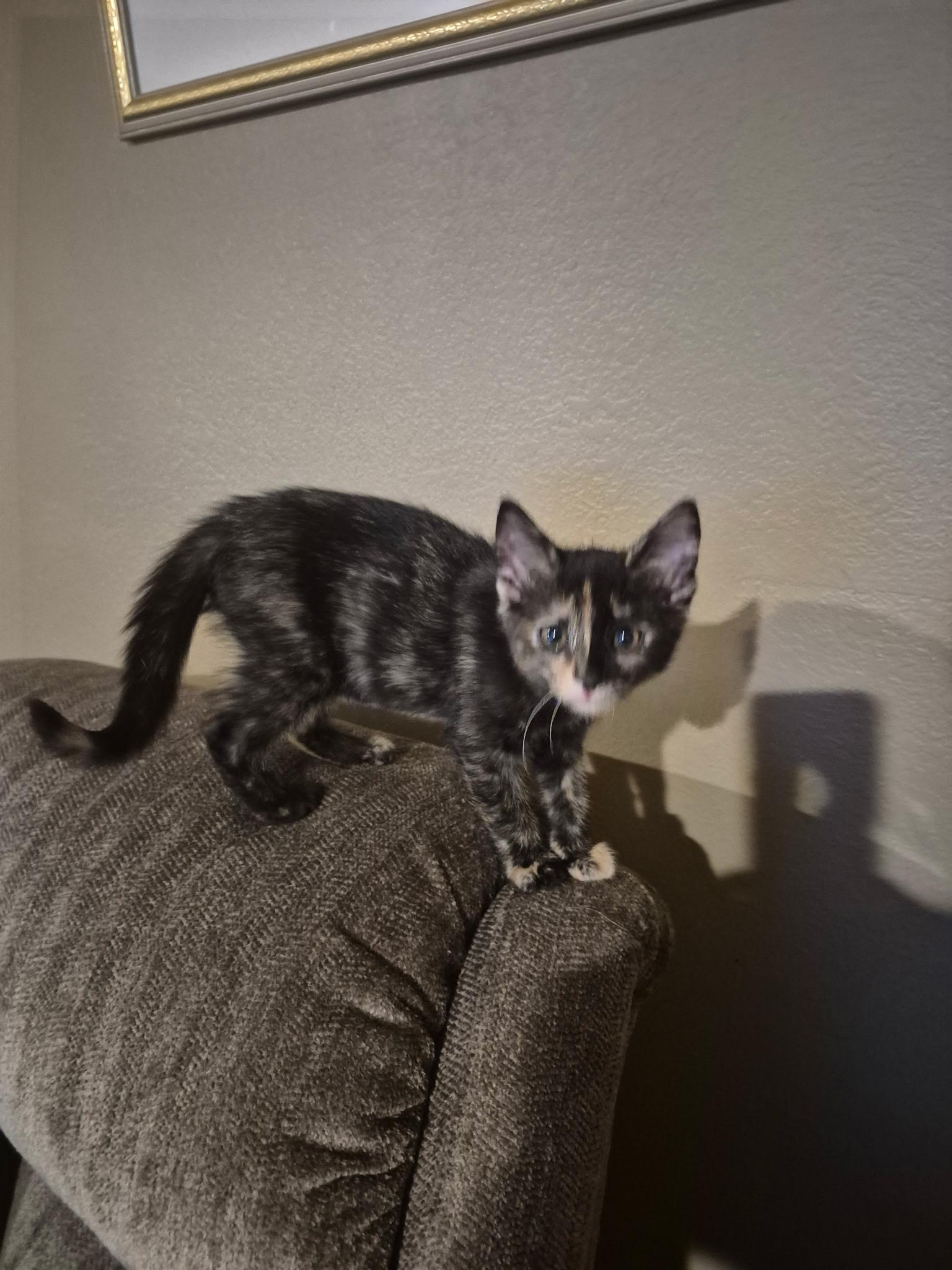 Enlarge Robin, a Adoptable mixed breed in Tracy, CA image 1/3