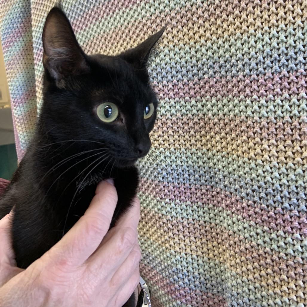 Aurora, a Adoptable Domestic Short Hair in Sand Springs, OK image 2/2