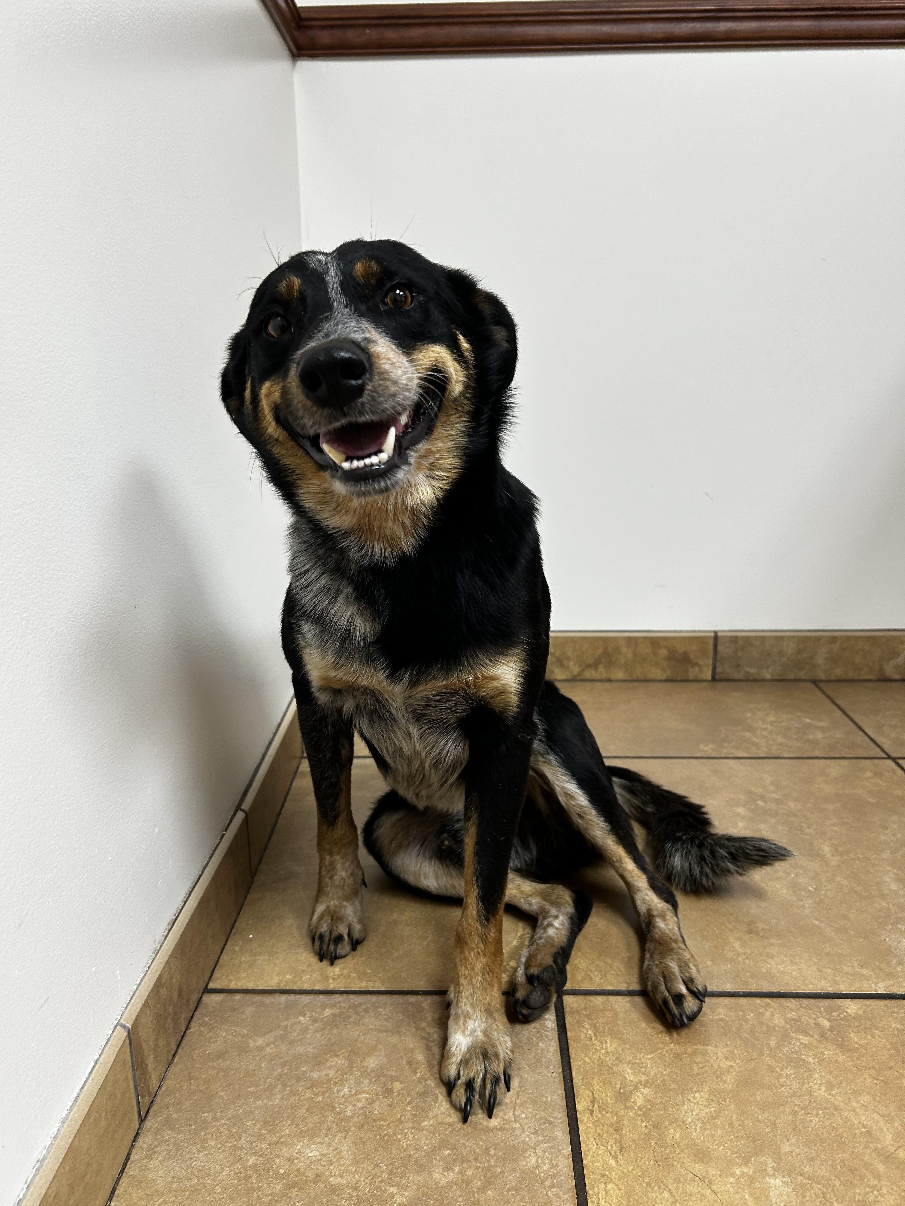 Enlarge Sam, a Adoptable mixed breed in Bradenton, FL image 1/4