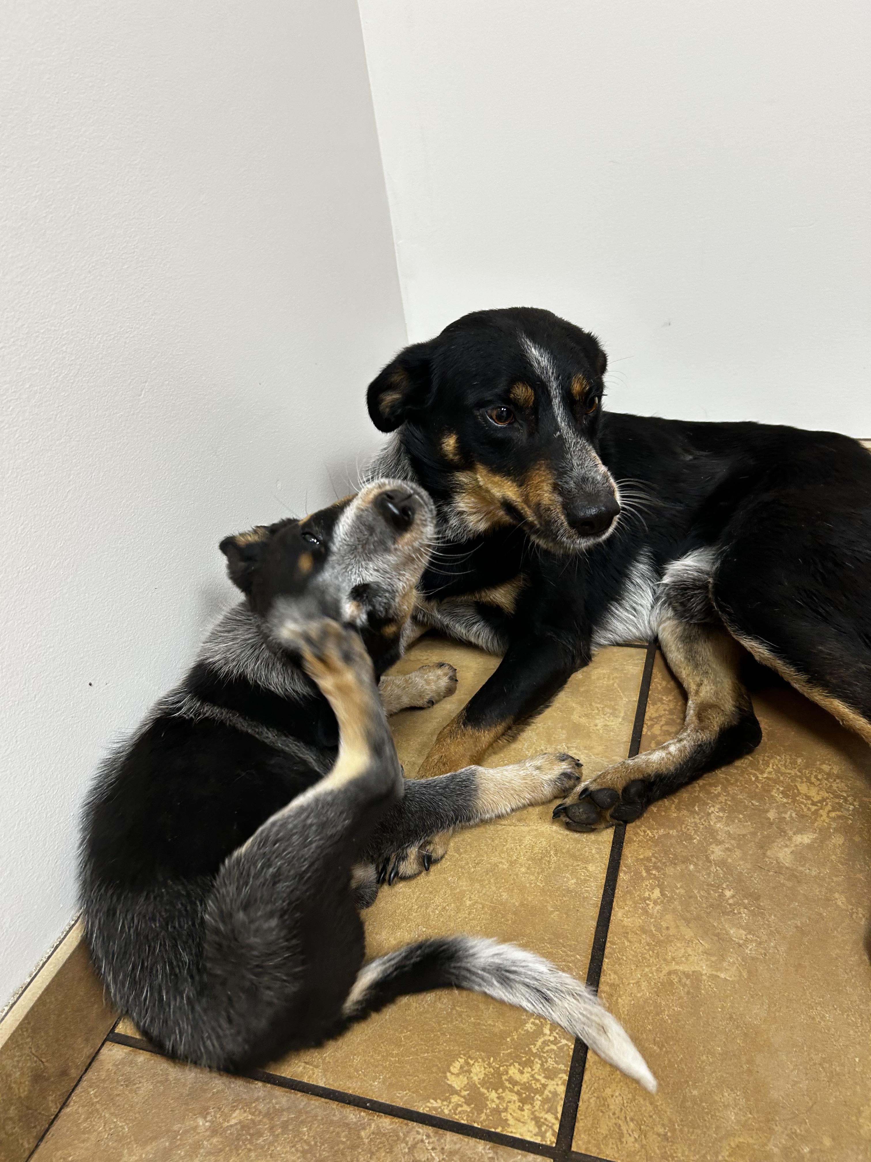 Enlarge Sam, a Adoptable mixed breed in Bradenton, FL image 2/4