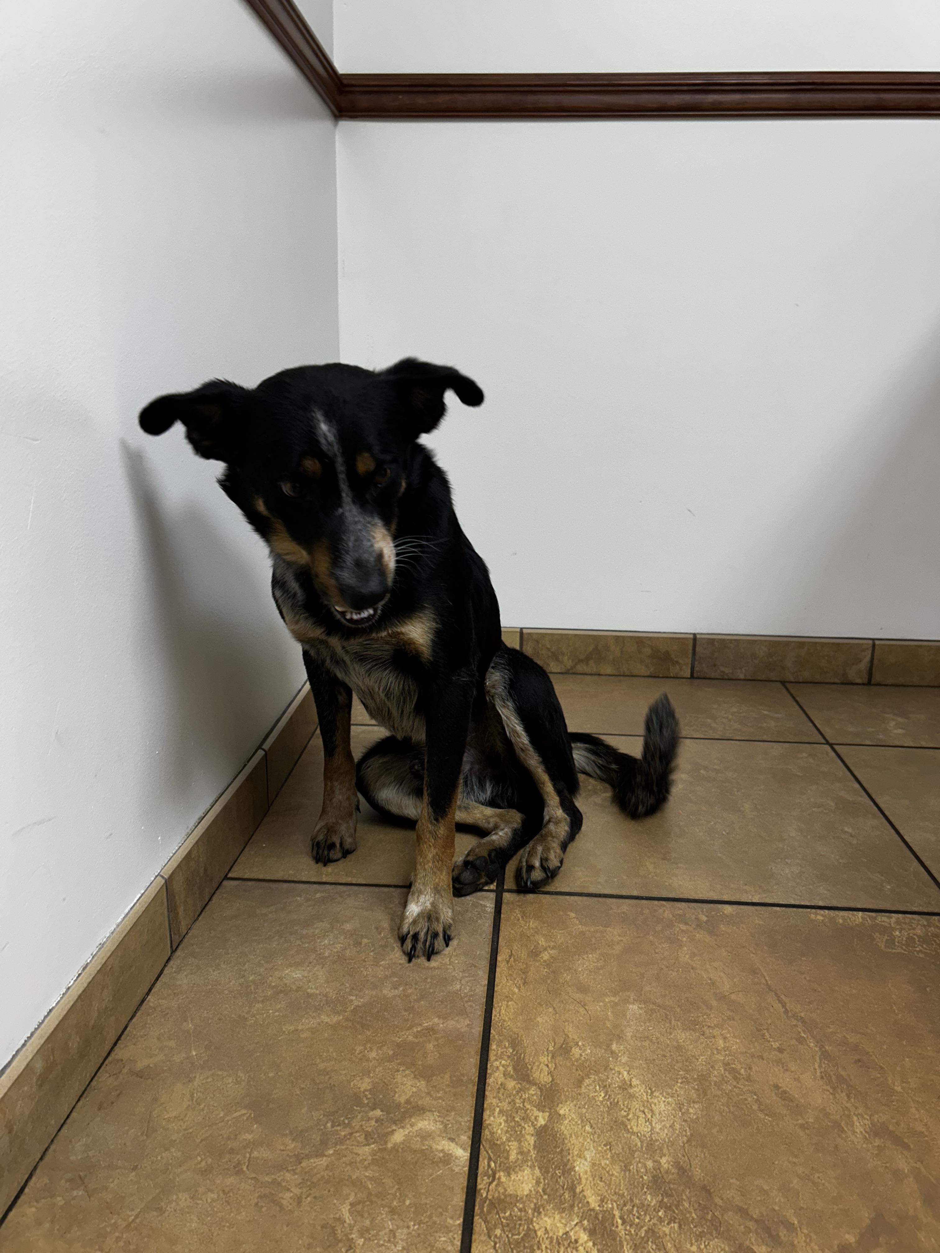 Enlarge Sam, a Adoptable mixed breed in Bradenton, FL image 3/4