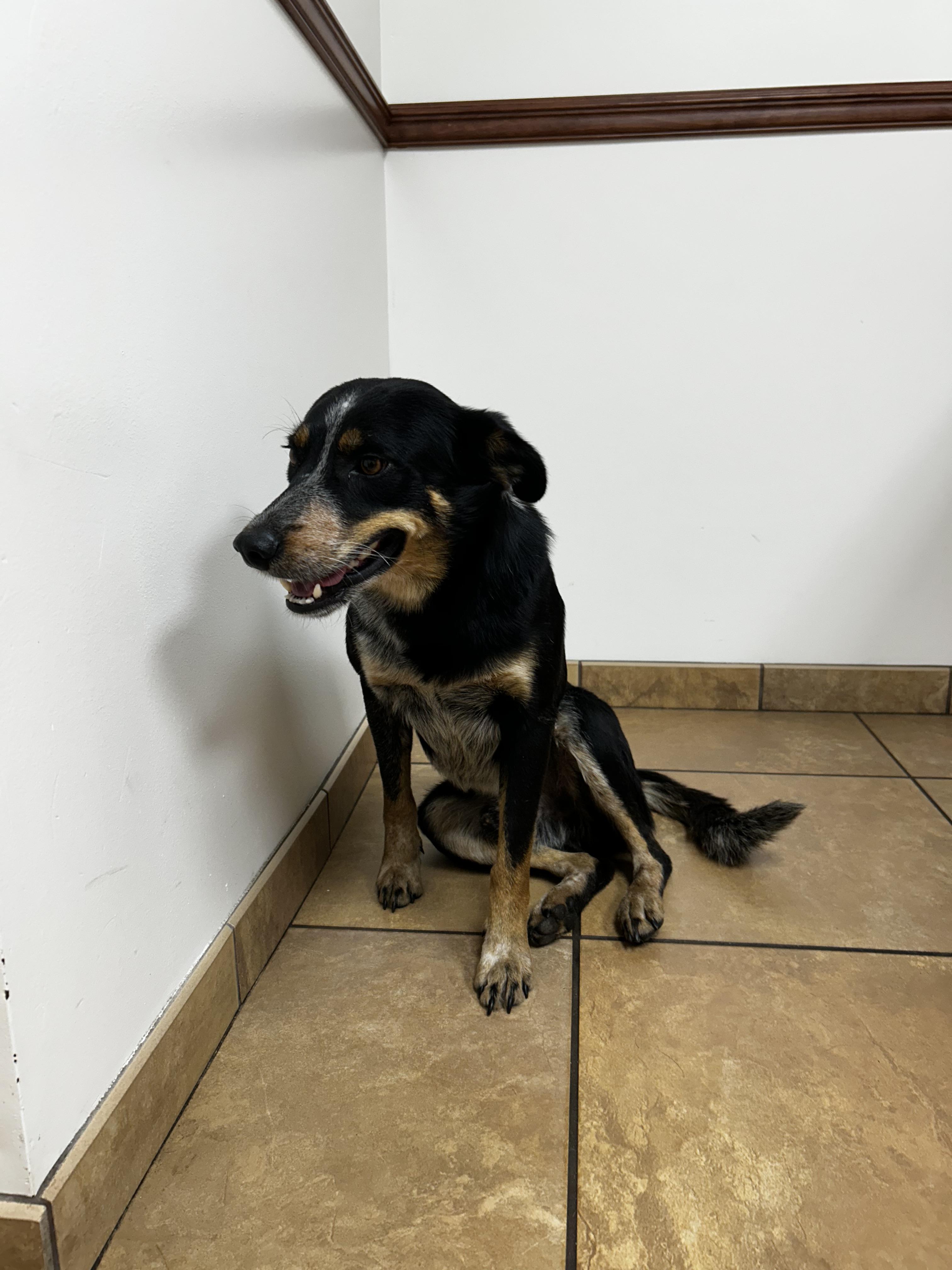 Enlarge Sam, a Adoptable mixed breed in Bradenton, FL image 4/4