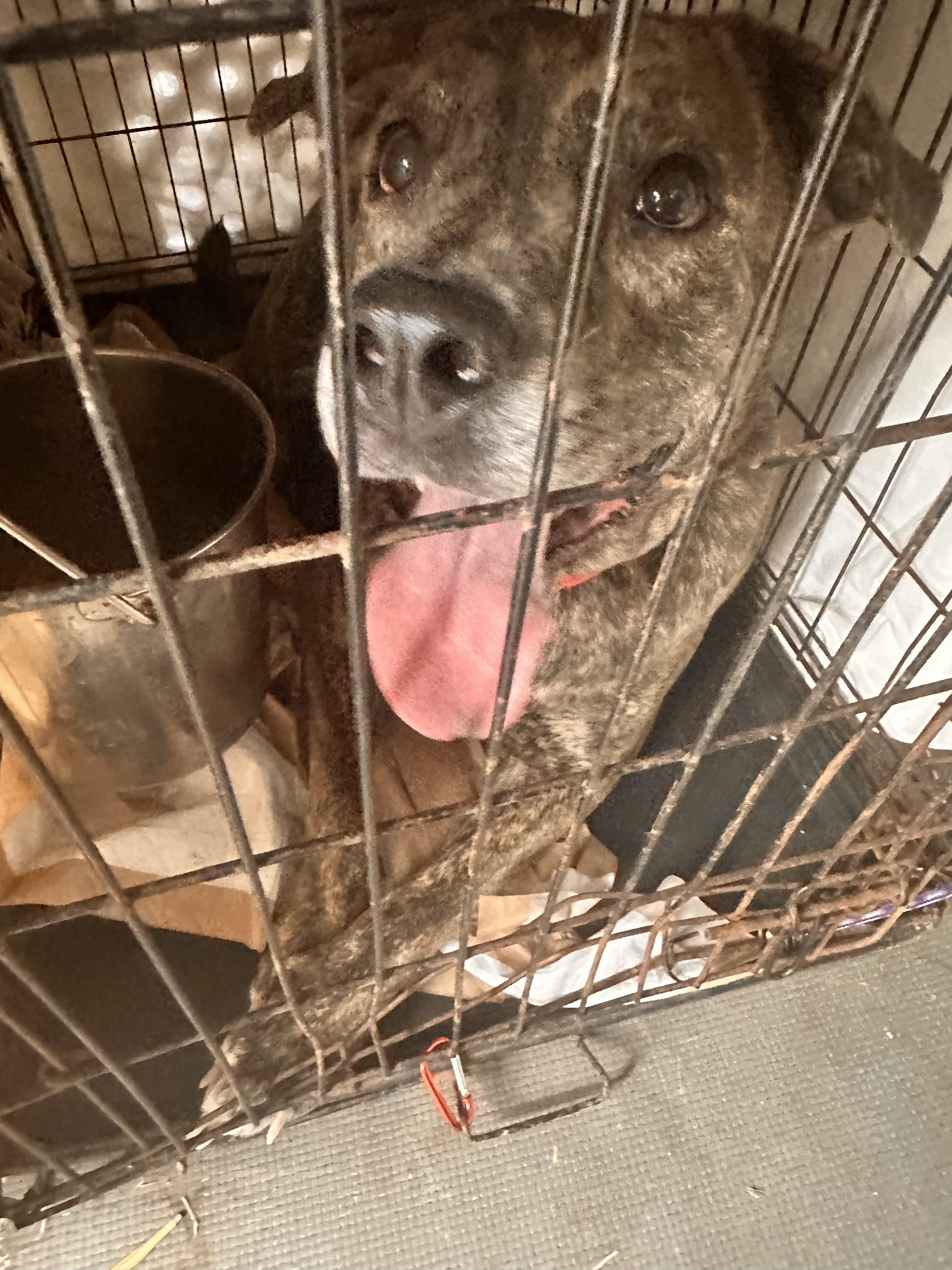 Kingston: Adopt or Forever Foster, Adoptable, Adult Male Pit Bull Terrier & Plott Hound.