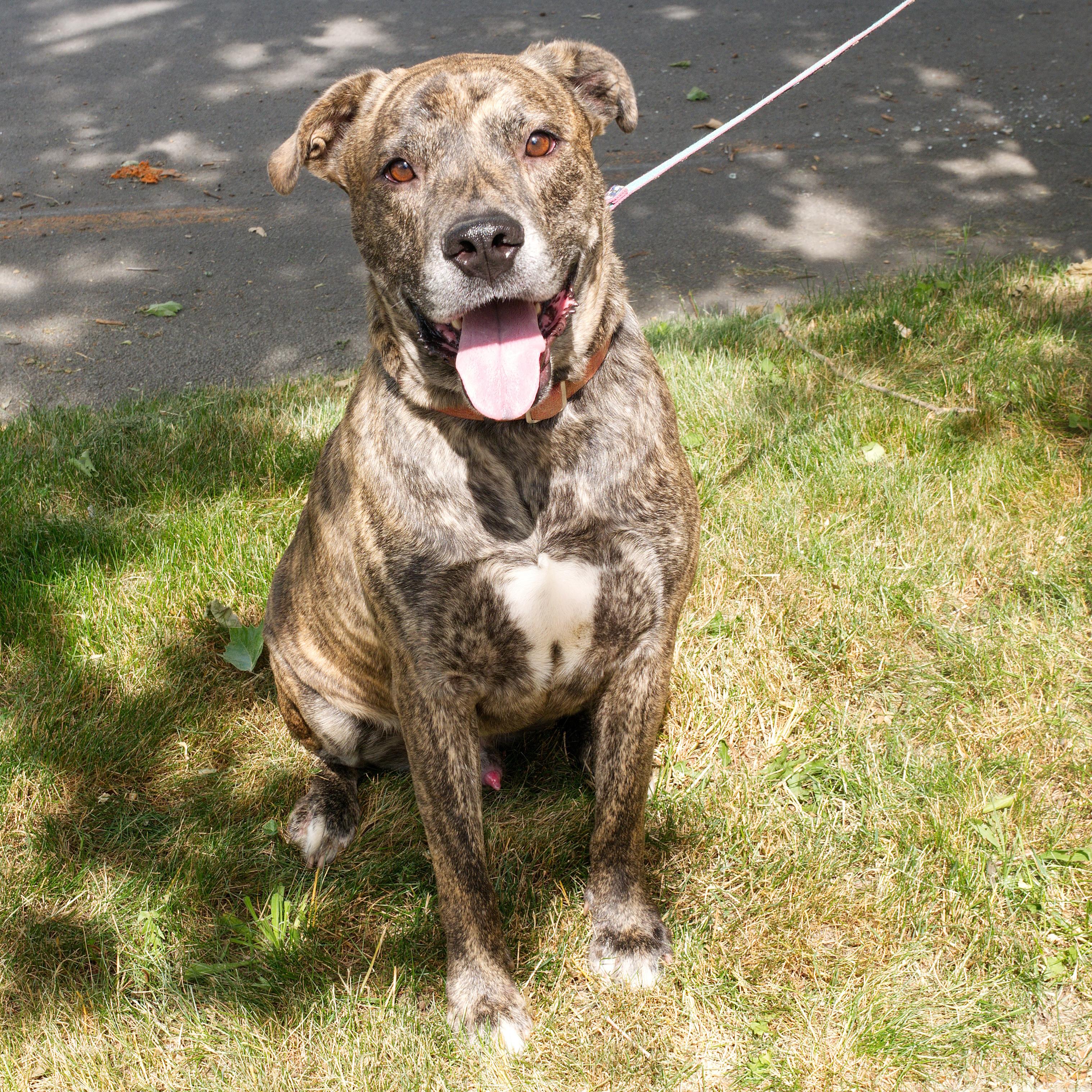 Enlarge Kingston: Adopt or Forever Foster, a Adoptable mixed breed in Rochester, NY image 2/6