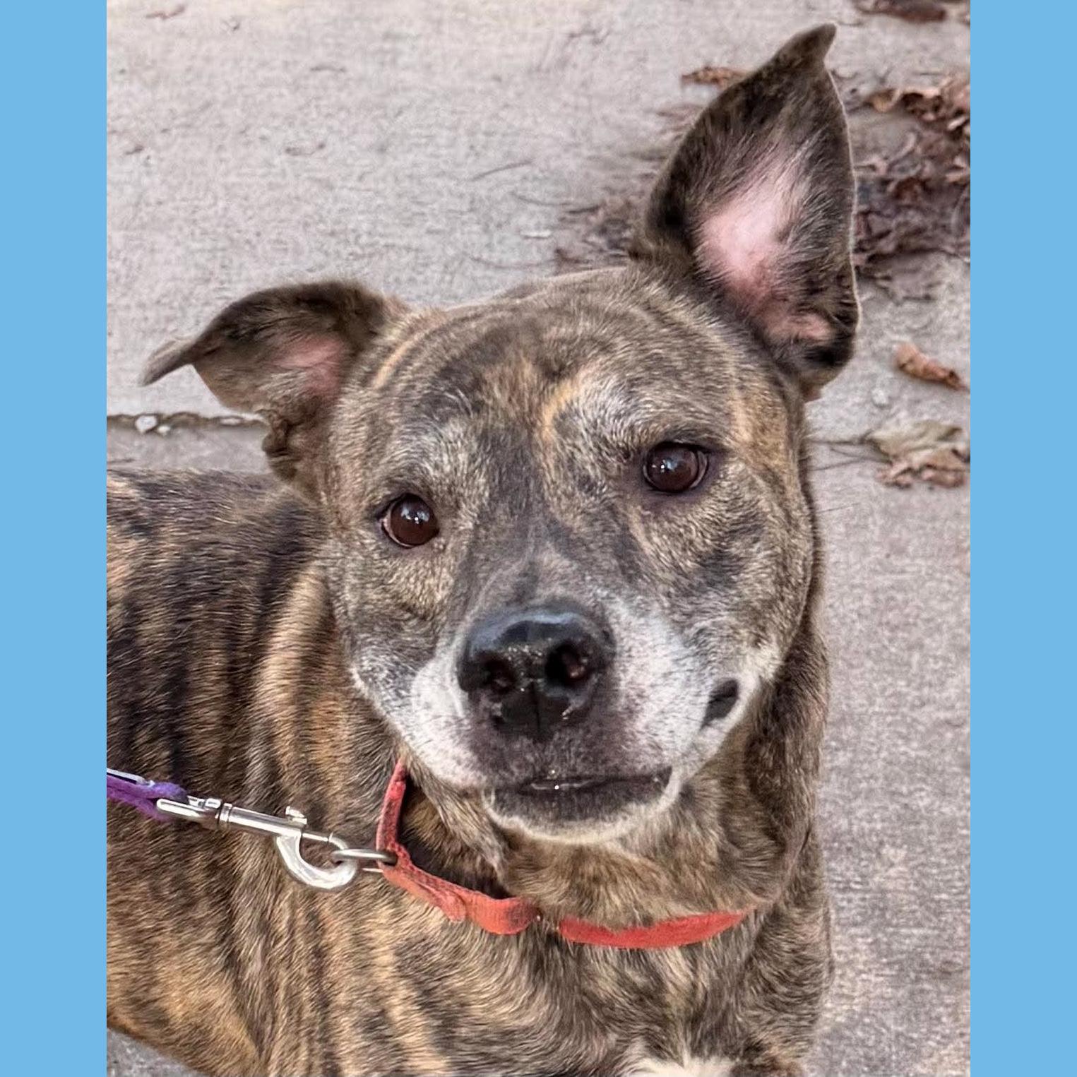 Enlarge Kingston: Adopt or Forever Foster, a Adoptable mixed breed in Rochester, NY image 1/6