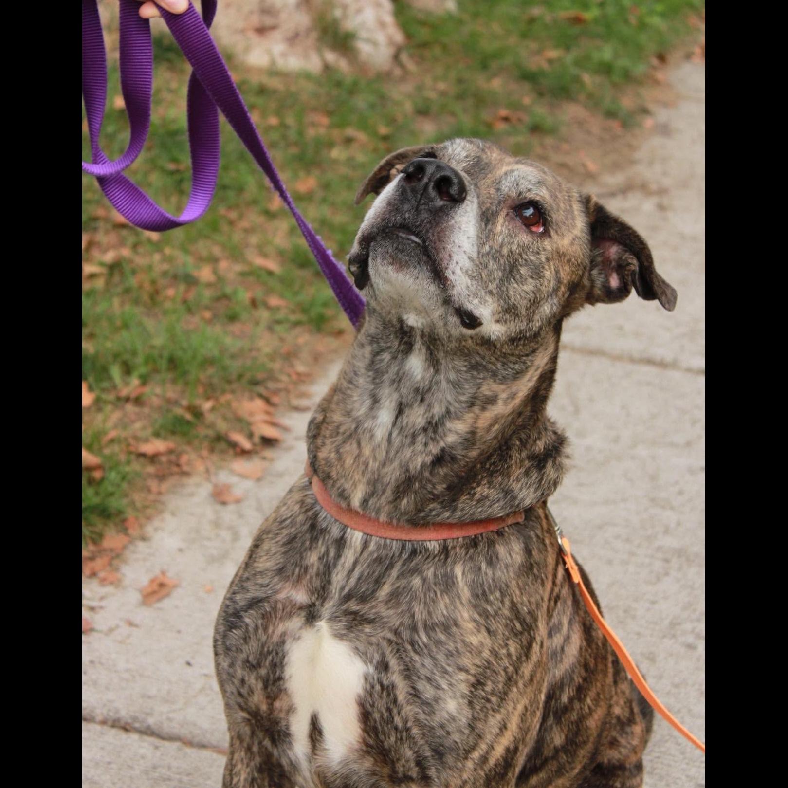 Enlarge Kingston: Adopt or Forever Foster, a Adoptable mixed breed in Rochester, NY image 2/6