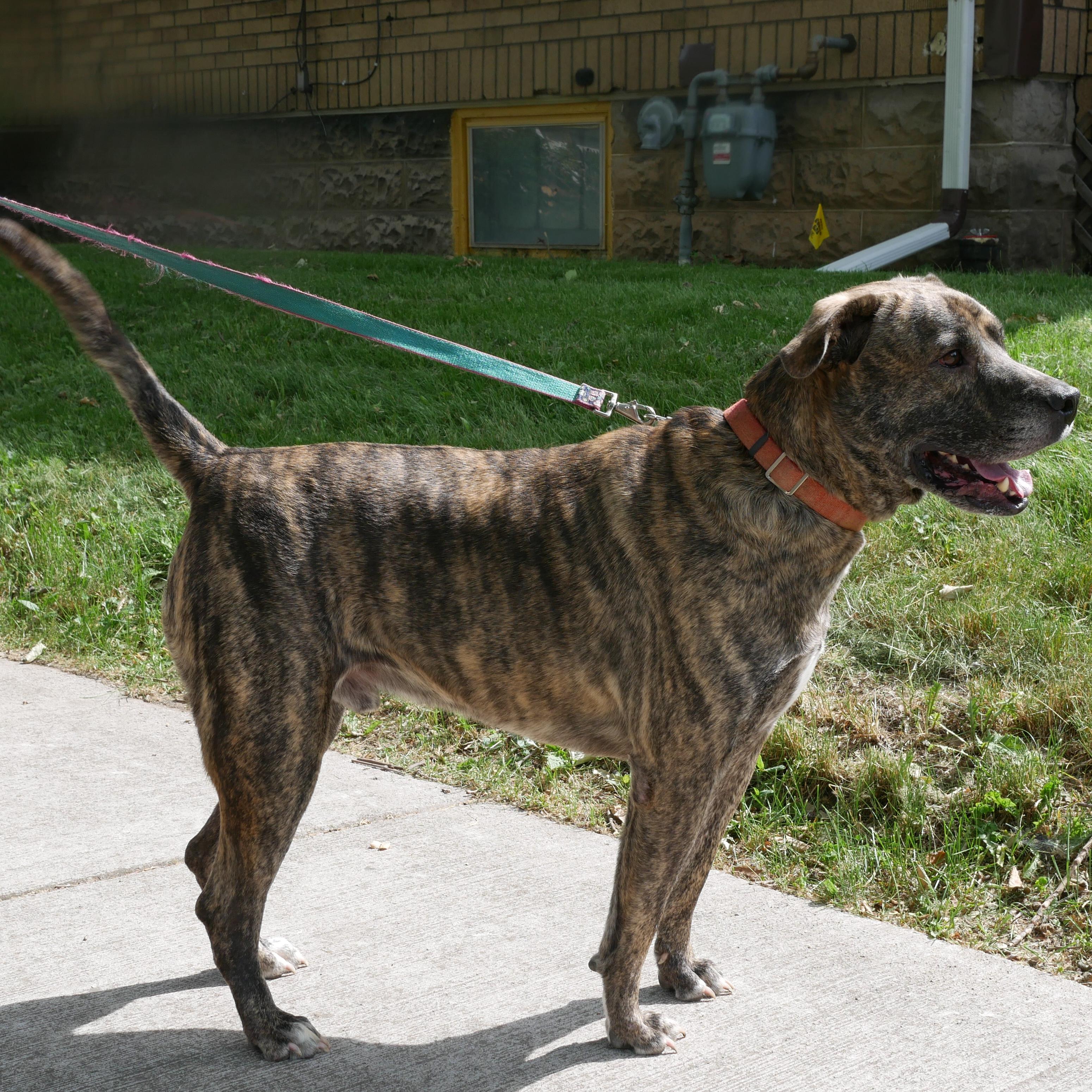 Enlarge Kingston: Adopt or Forever Foster, a Adoptable mixed breed in Rochester, NY image 3/6