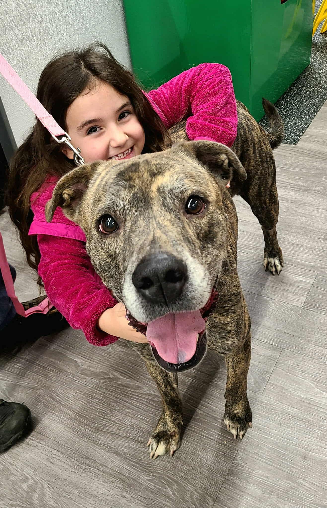 Kingston: Adopt or Forever Foster, Adoptable, Adult Male Pit Bull Terrier & Plott Hound.