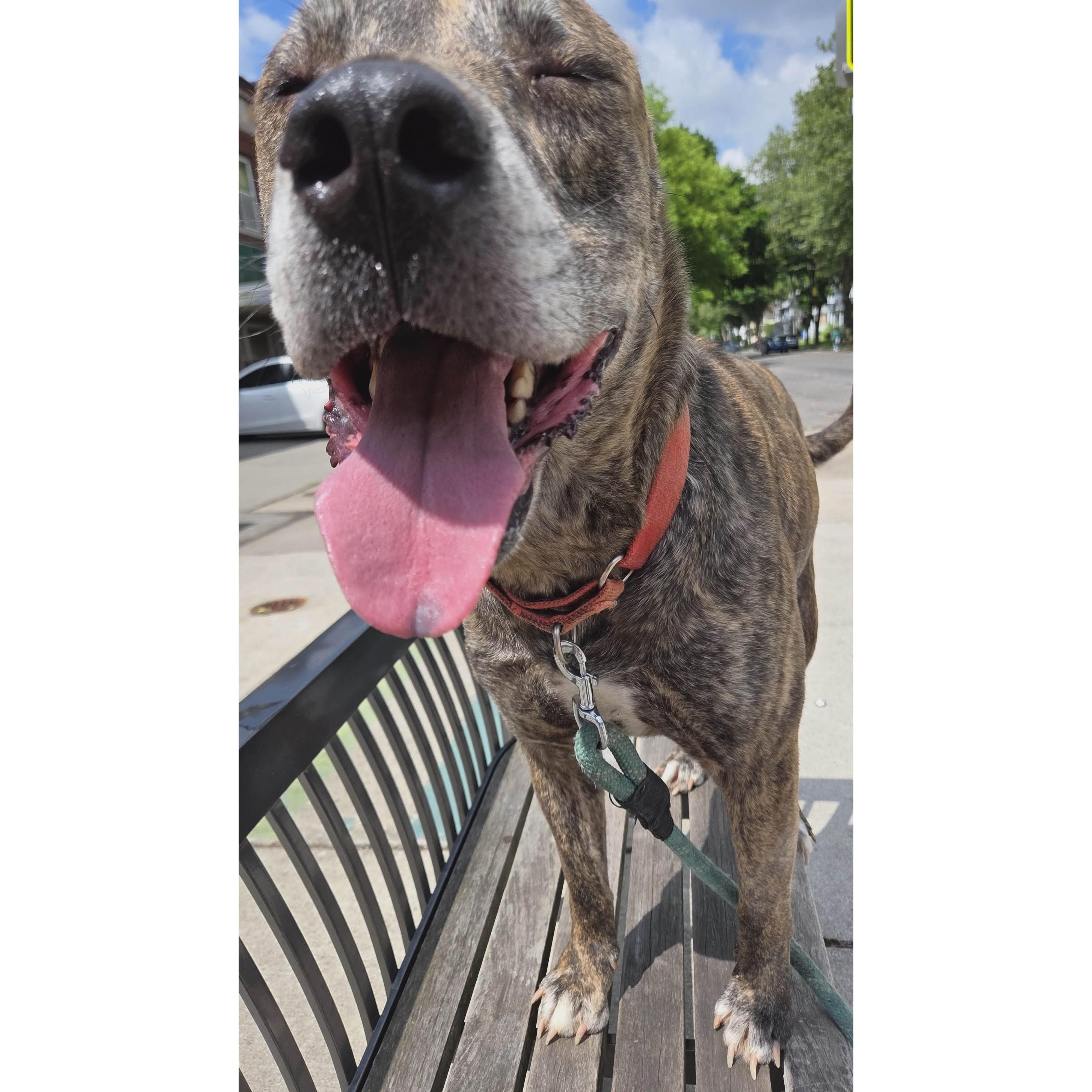 Enlarge Kingston: Adopt or Forever Foster, a Adoptable mixed breed in Rochester, NY image 5/6