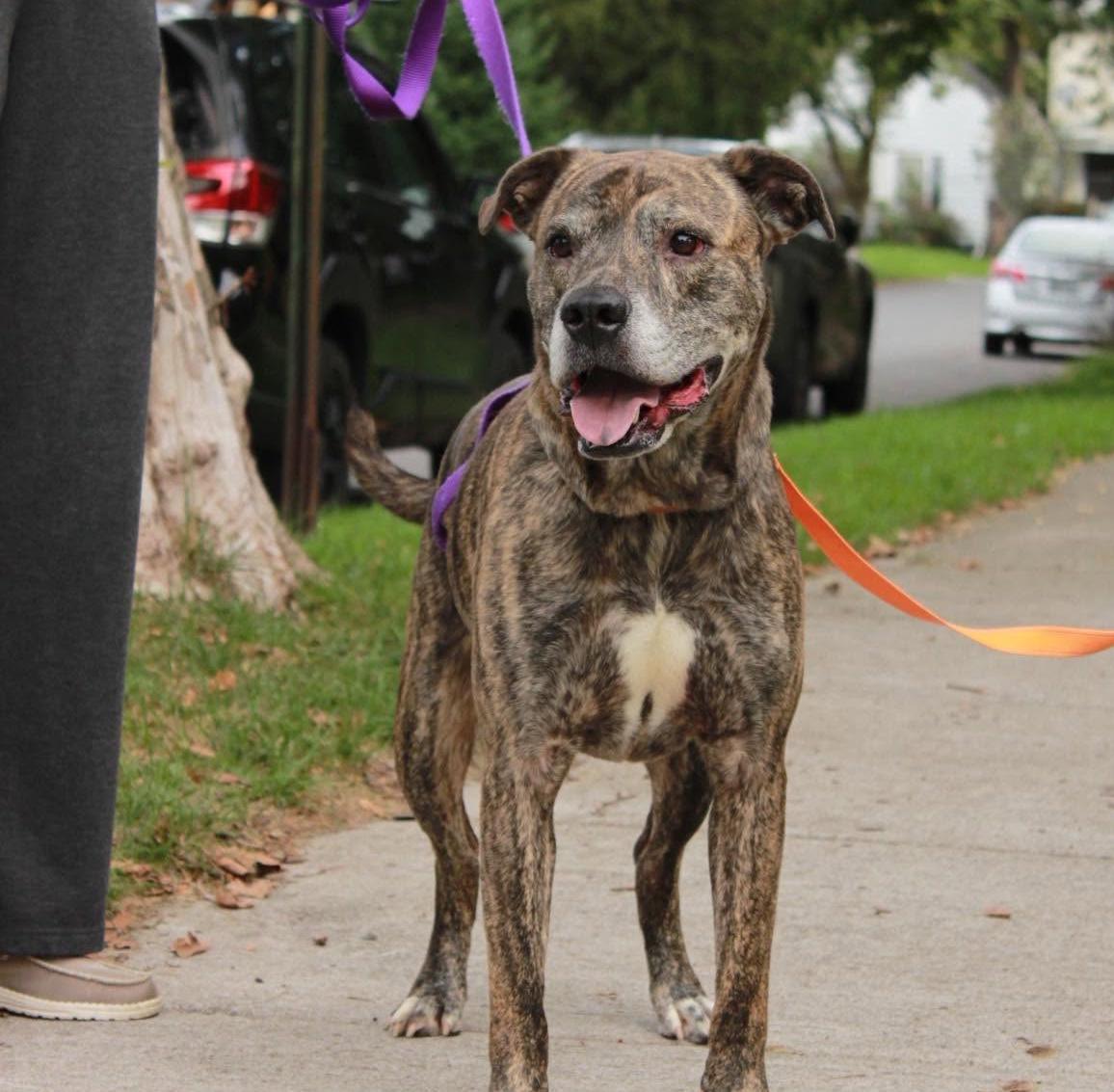 Enlarge Kingston: Adopt or Forever Foster, a Adoptable mixed breed in Rochester, NY image 3/6