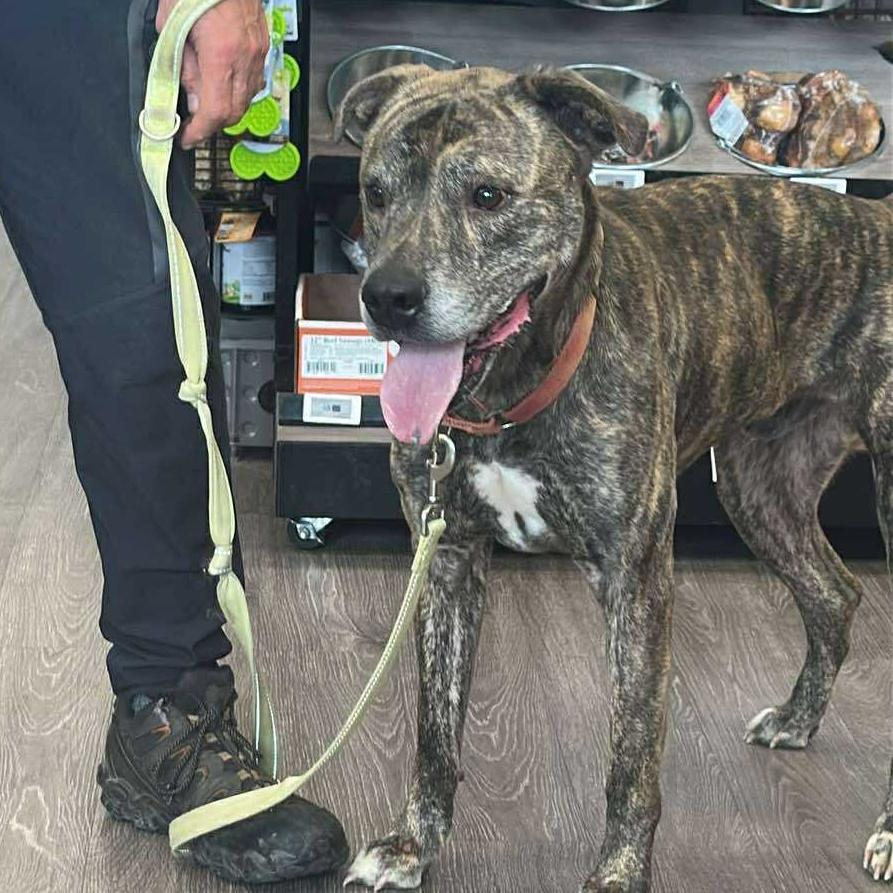 Enlarge Kingston: Adopt or Forever Foster, a Adoptable mixed breed in Rochester, NY image 6/6