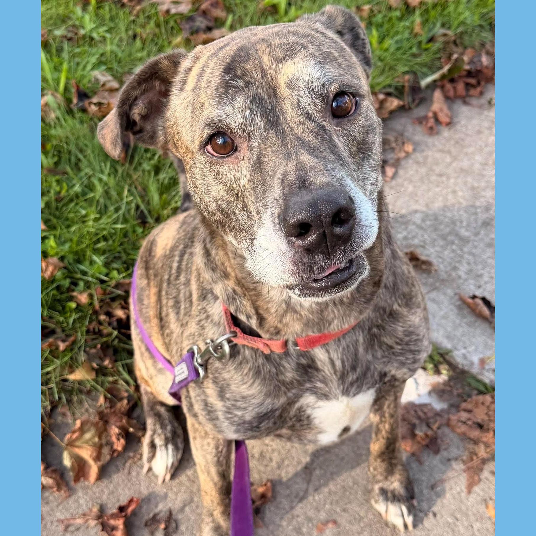 Enlarge Kingston: Adopt or Forever Foster, a Adoptable mixed breed in Rochester, NY image 4/6