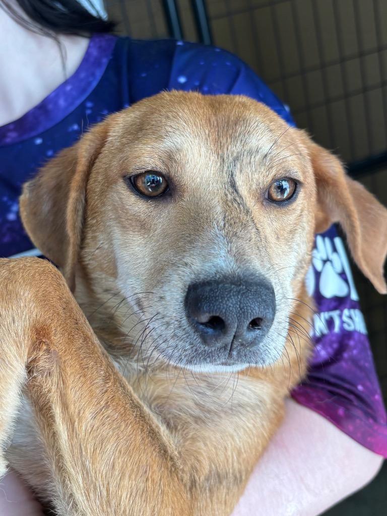Moe, ADOPTABLE, Young Male Hound.