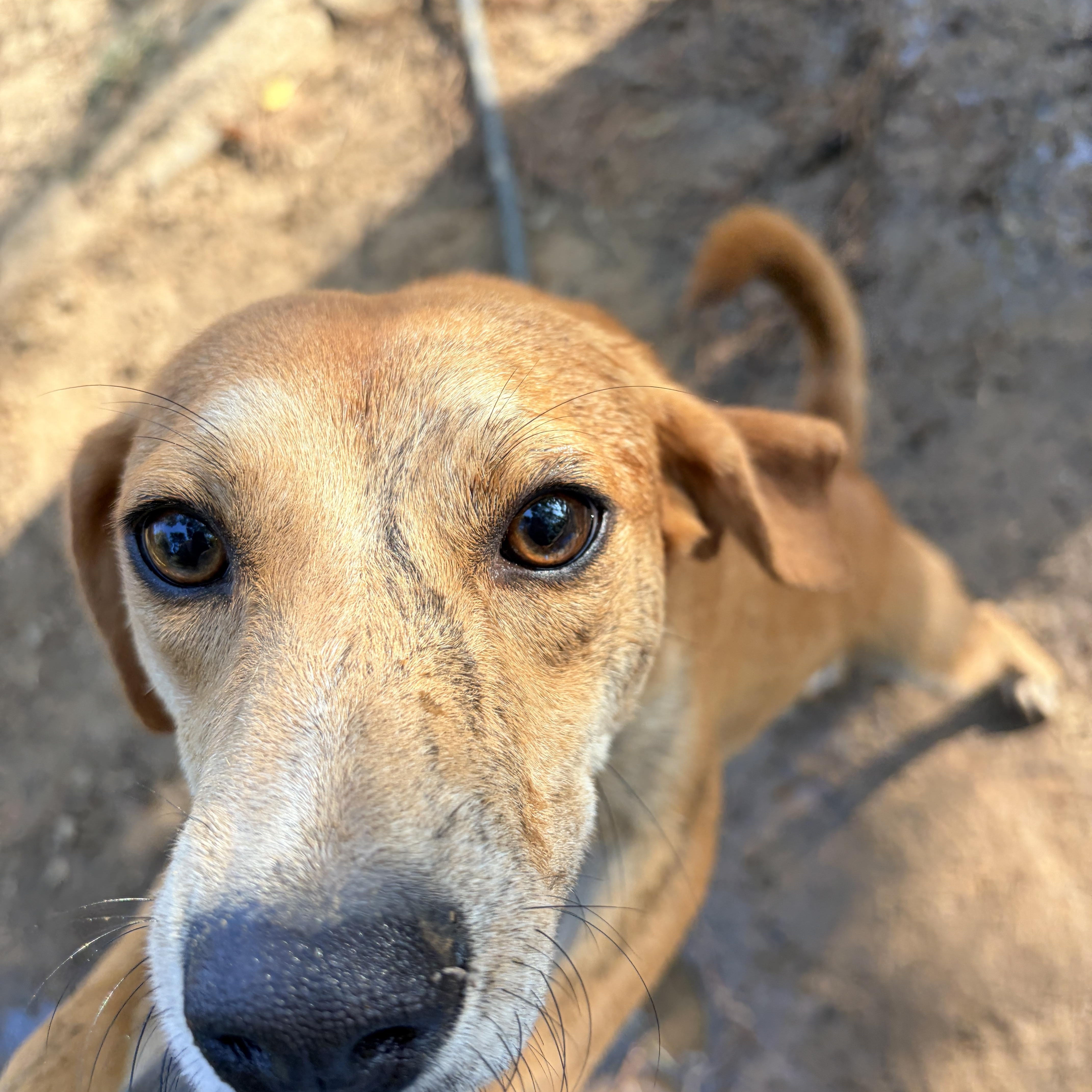 Moe, ADOPTABLE, Young Male Hound.