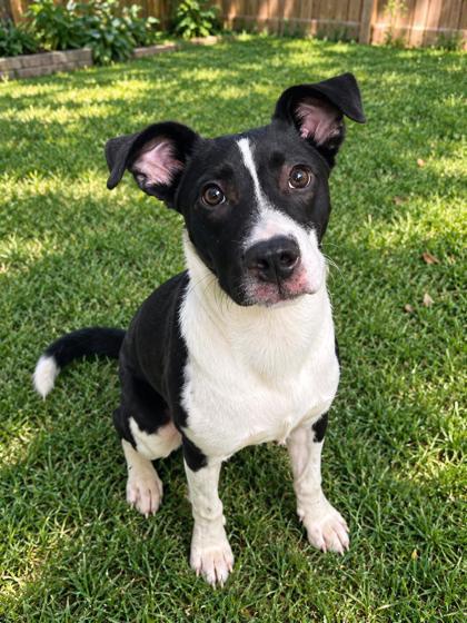 Enlarge Jack Jack, a Adoptable mixed breed in Jackson, GA image 1/1