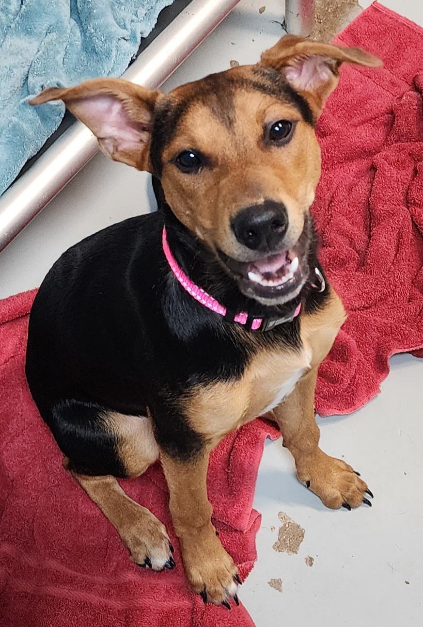 Marley, Adoptable, Young Female Doberman Pinscher.