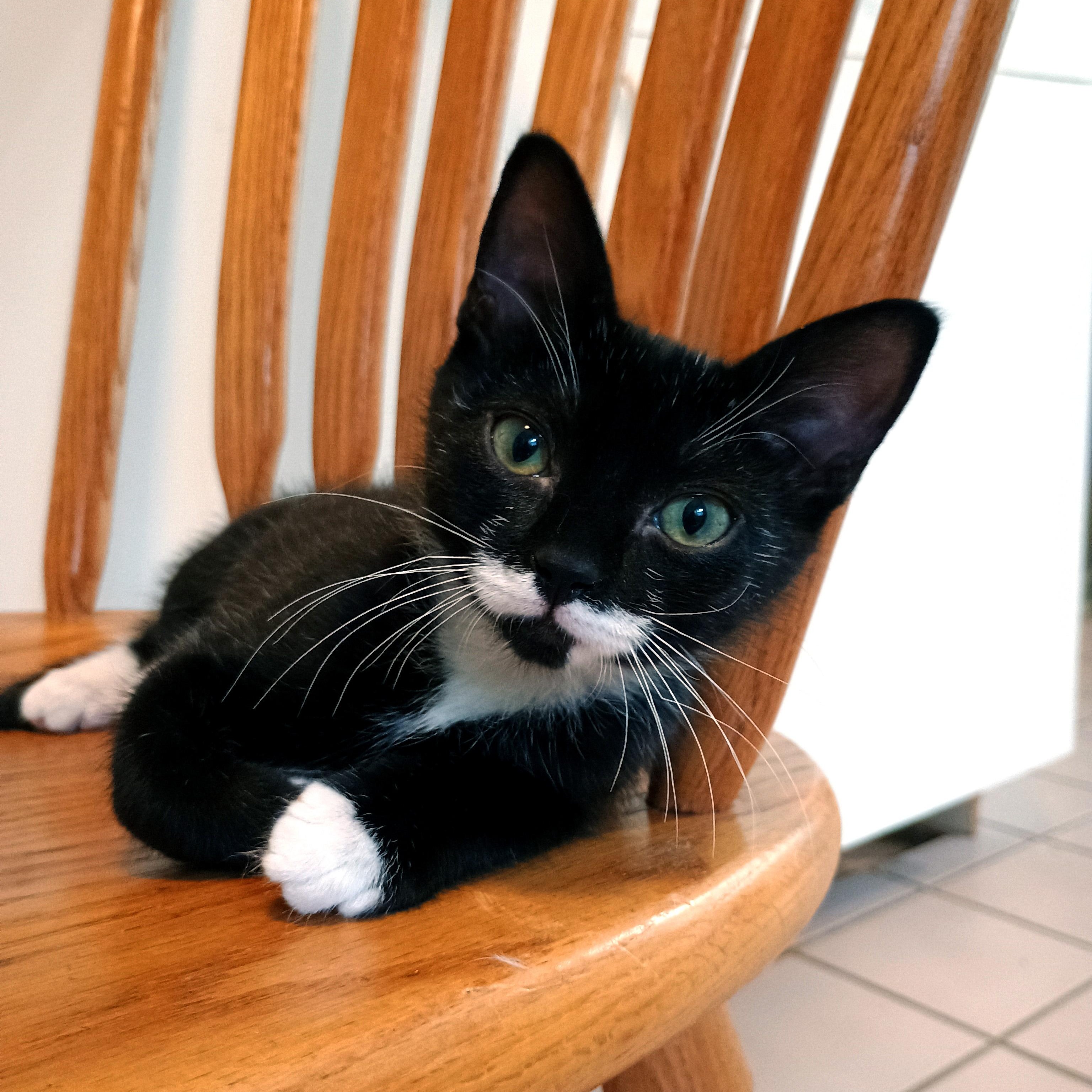 Pee Wee, an adopted Domestic Short Hair in Apex, NC image 3/6