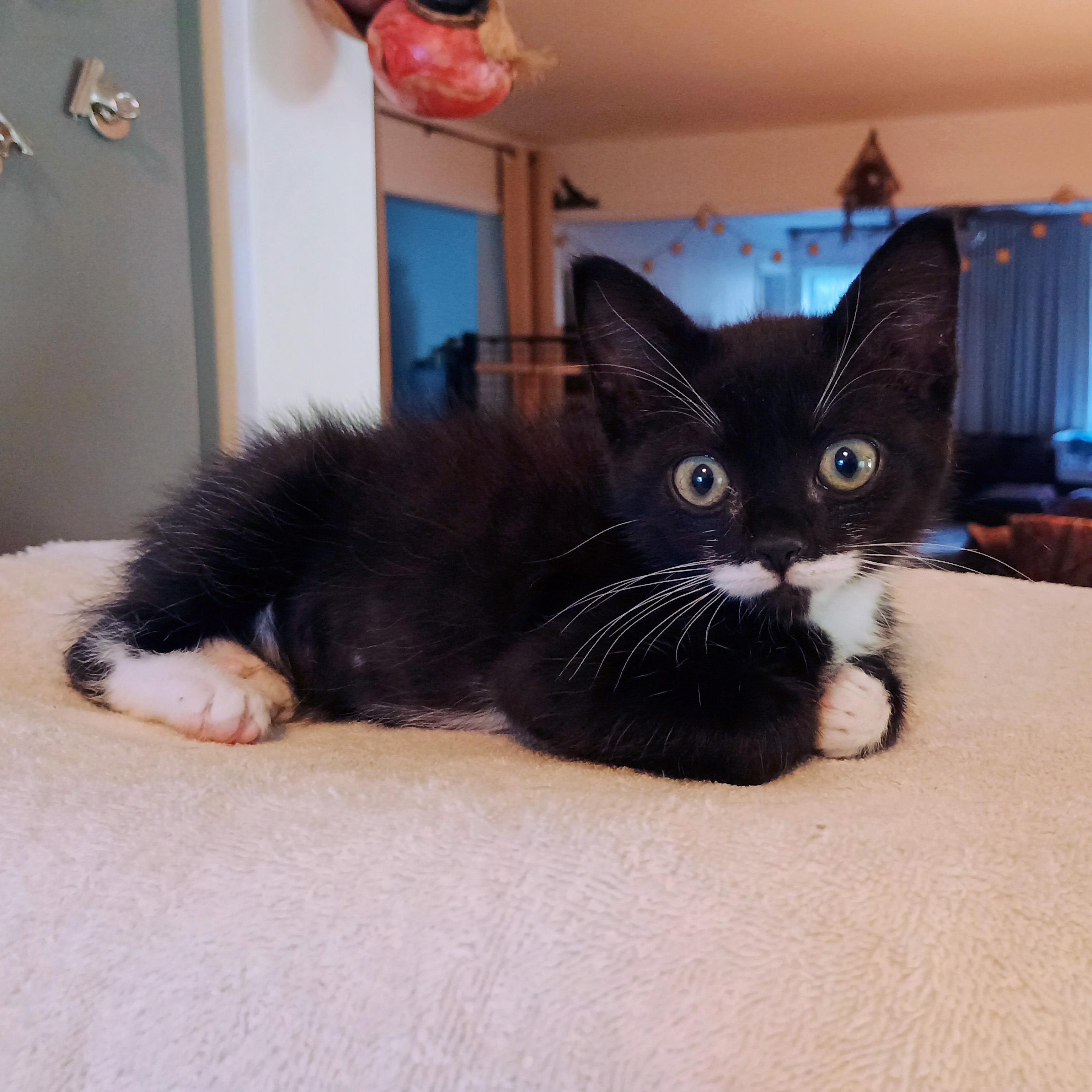 Pee Wee, an adopted Domestic Short Hair in Apex, NC image 6/6