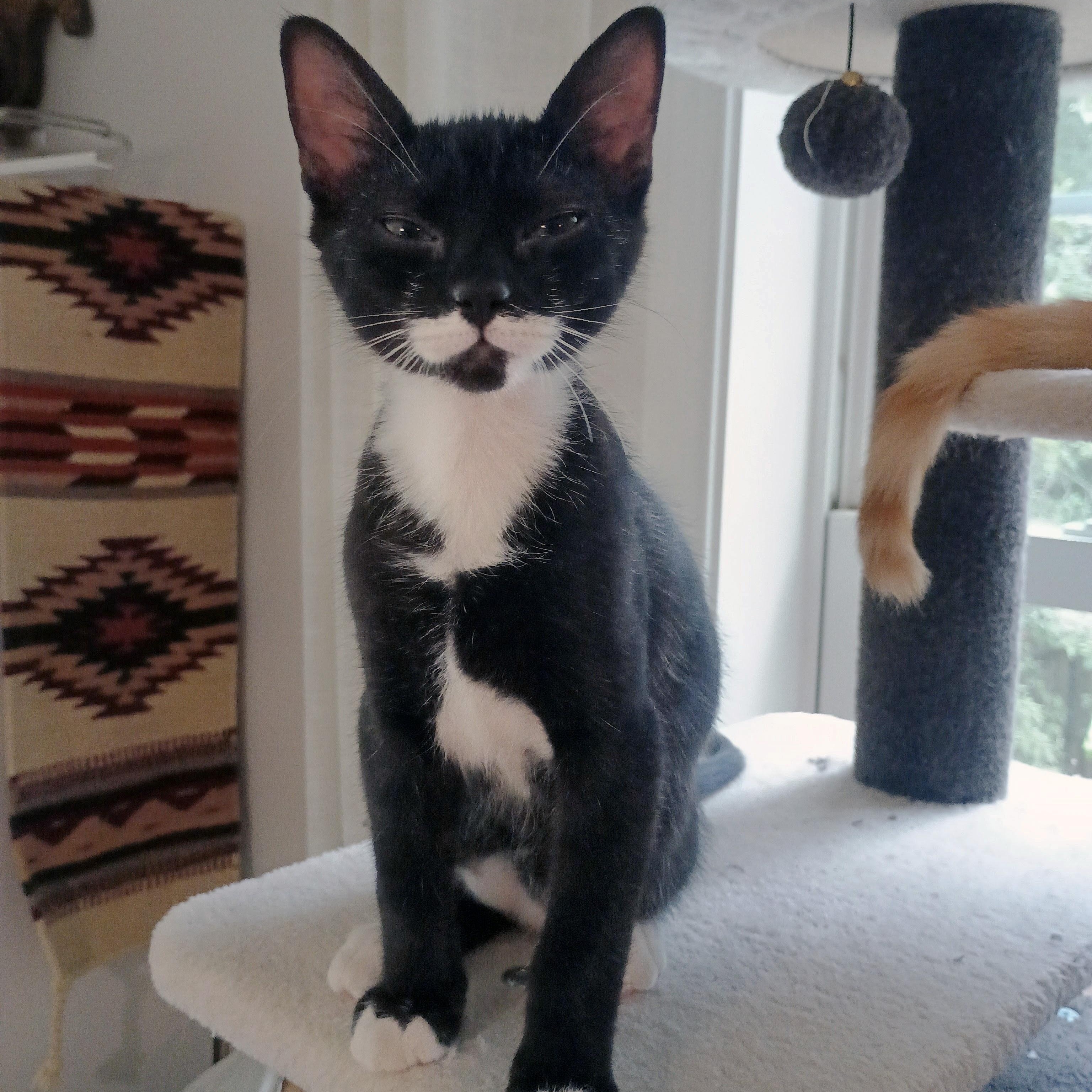 Pee Wee, an adopted Domestic Short Hair in Apex, NC image 4/6