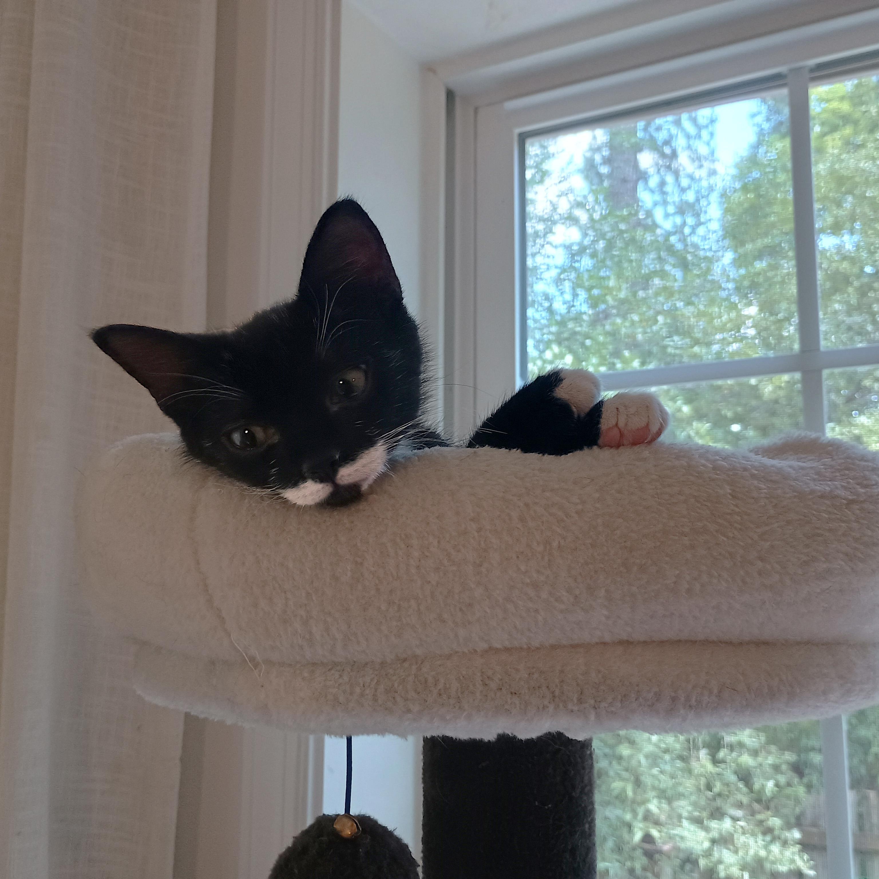 Pee Wee, an adopted Domestic Short Hair in Apex, NC image 5/6
