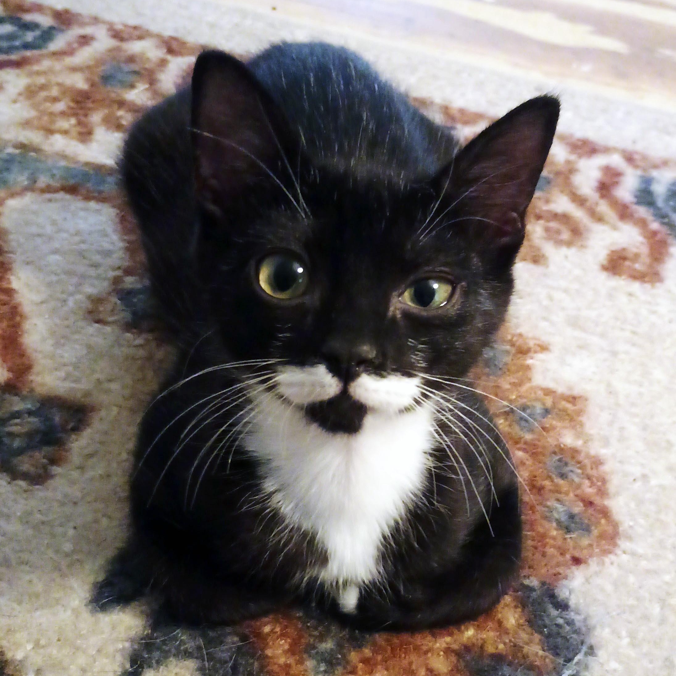Pee Wee, adopted, Kitten Male Domestic Short Hair.