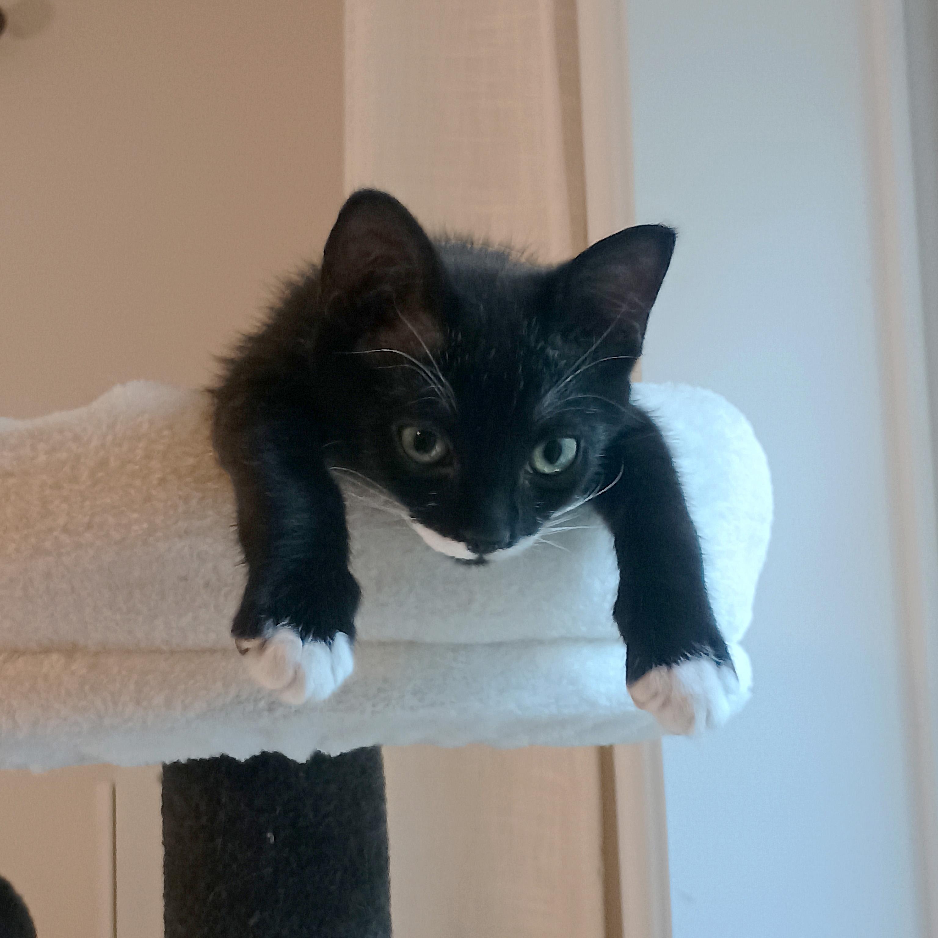 Pee Wee, an adopted Domestic Short Hair in Apex, NC image 2/6