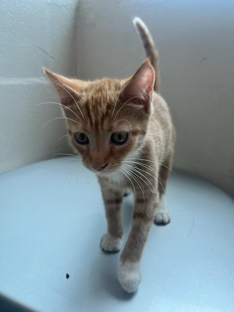 Enlarge Marsh (ID 52192), an adopted Domestic Short Hair in Manassas, VA image 1/1
