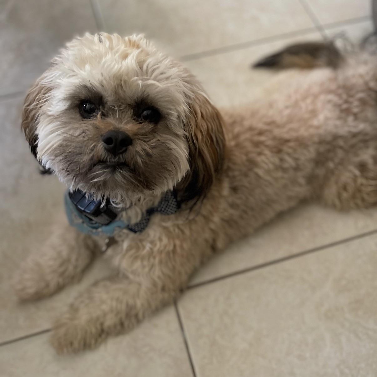 Enlarge Zeus, a Adoptable mixed breed in Boca Raton, FL image 1/6