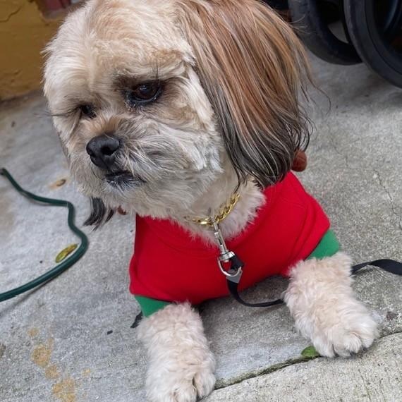 Enlarge Zeus, a Adoptable mixed breed in Boca Raton, FL image 2/6