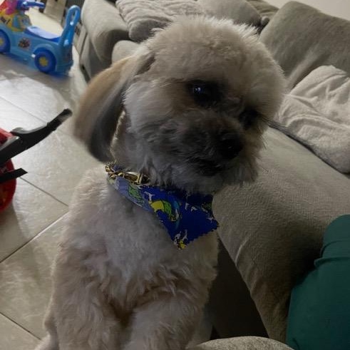 Enlarge Zeus, a Adoptable mixed breed in Boca Raton, FL image 6/6