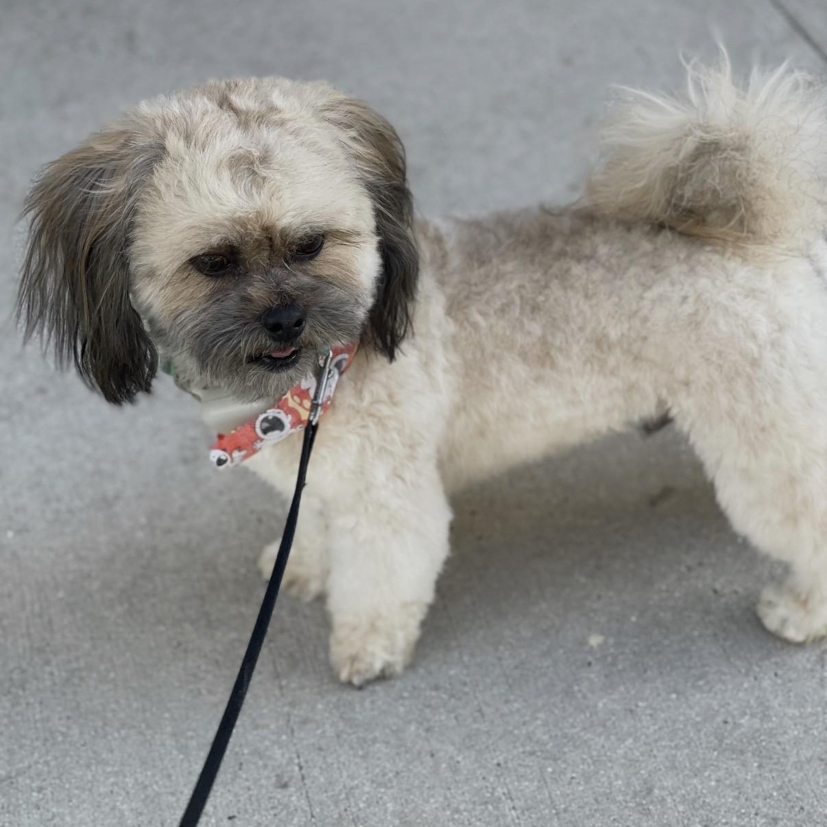 Enlarge Zeus, a Adoptable mixed breed in Boca Raton, FL image 4/6