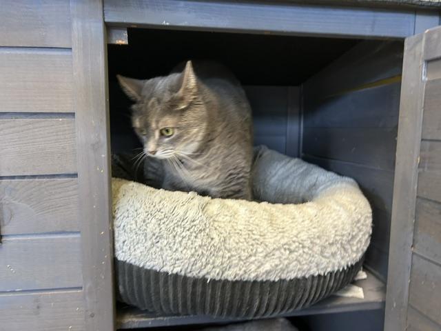 Enlarge Aida, a Adoptable mixed breed in Racine, WI image 3/4