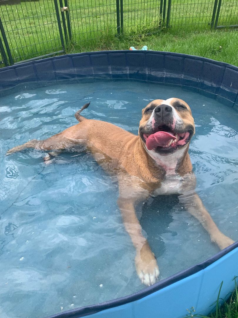 Enlarge Shannon, an adoptable mixed breed in Bethesda, MD image 1/6