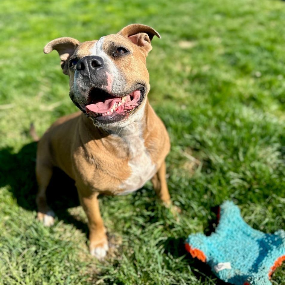 Enlarge Shannon, an adoptable mixed breed in Bethesda, MD image 2/6