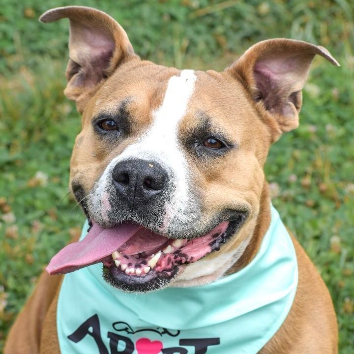 Enlarge Shannon, an adoptable mixed breed in Bethesda, MD image 4/6