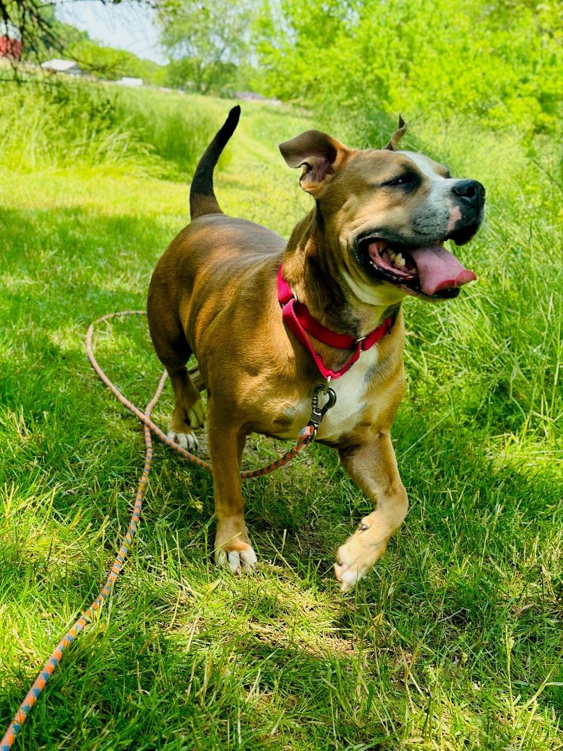 Enlarge Shannon, an adoptable mixed breed in Bethesda, MD image 5/6