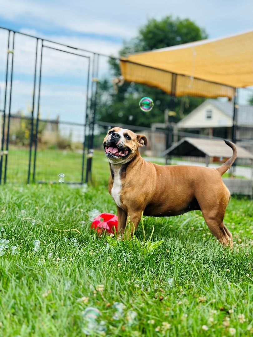 Enlarge Shannon, an adoptable mixed breed in Bethesda, MD image 6/6