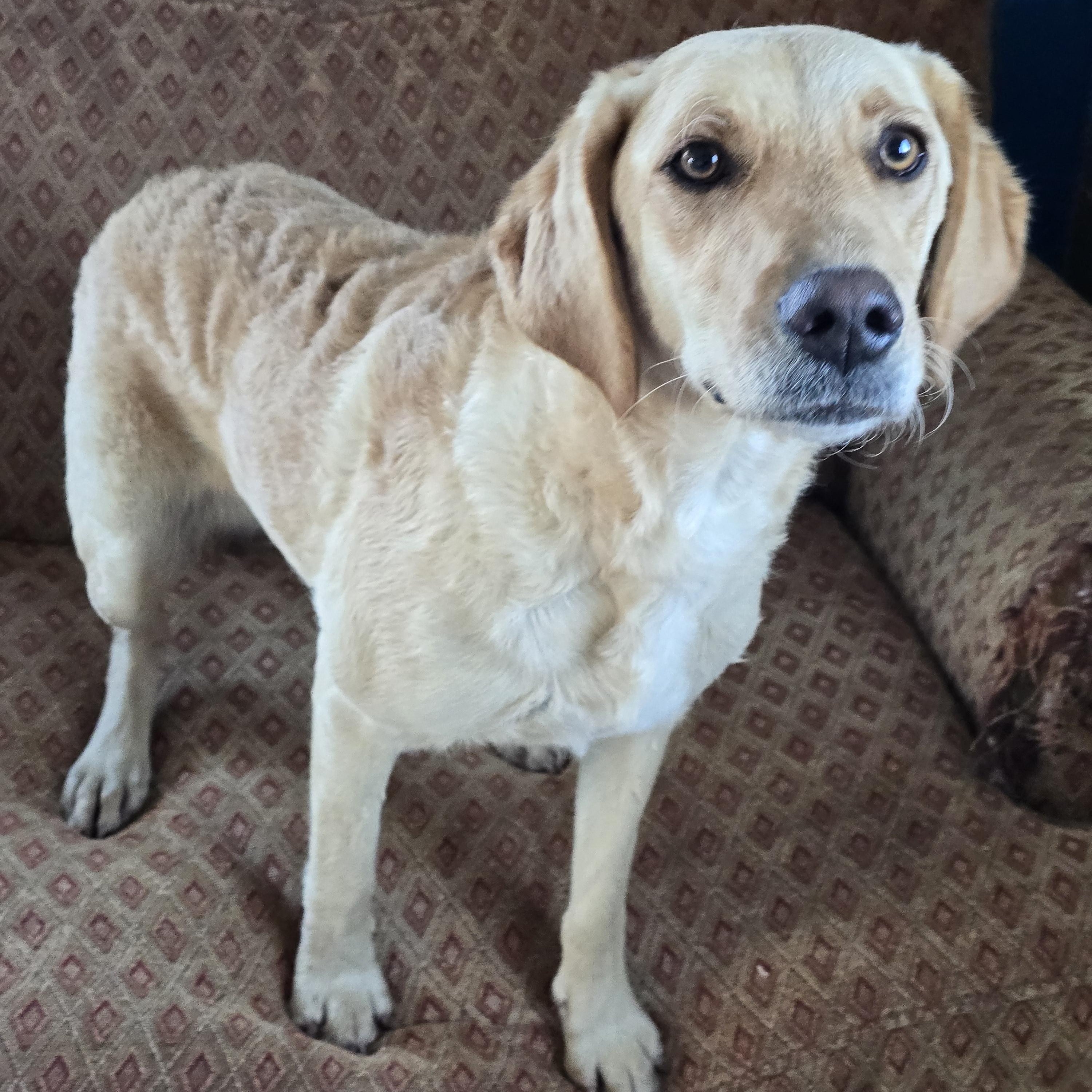 Piper
