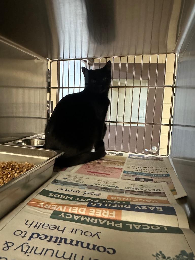 Tutt, Adoptable, Young Male Domestic Short Hair.